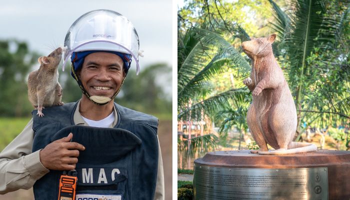 A rat who saved lives: Cambodia erects monument to landmine-detecting hero Magawa via pro-bono campaign